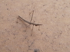 Microcoema acuminata