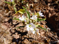 Tarasa rhombifolia
