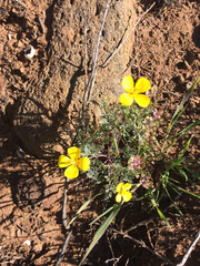 Eschscholzia ramosa