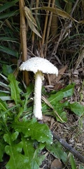 Amanita foetens