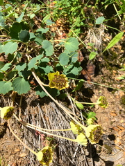 Pozoa coriacea