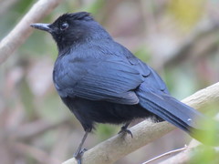 Black Catbird photo 4