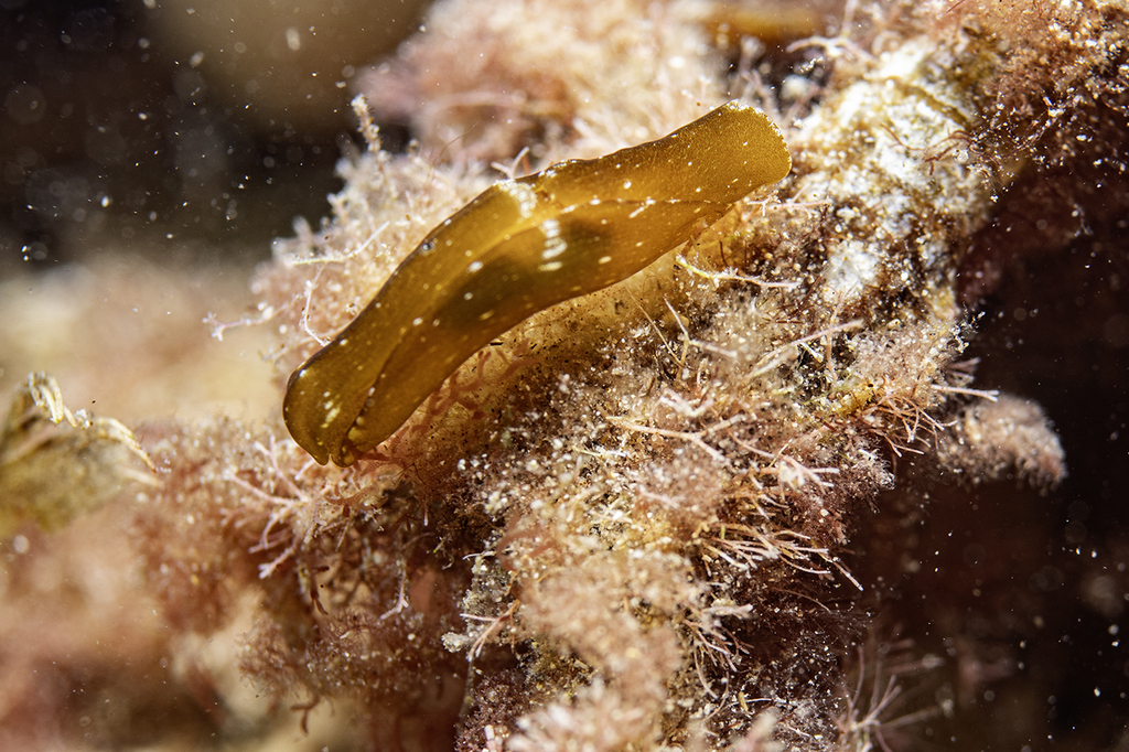 Spinoaglaja wildpretii
