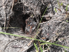 Anaxyrus terrestris
