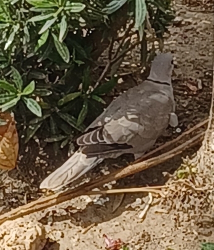 Avistamiento Streptopelia decaocto