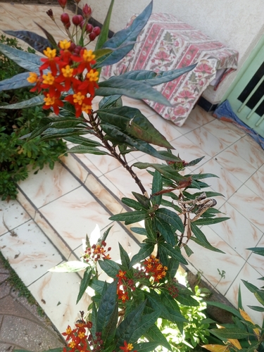 tropical milkweed