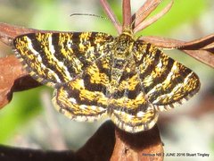 Epelis truncataria