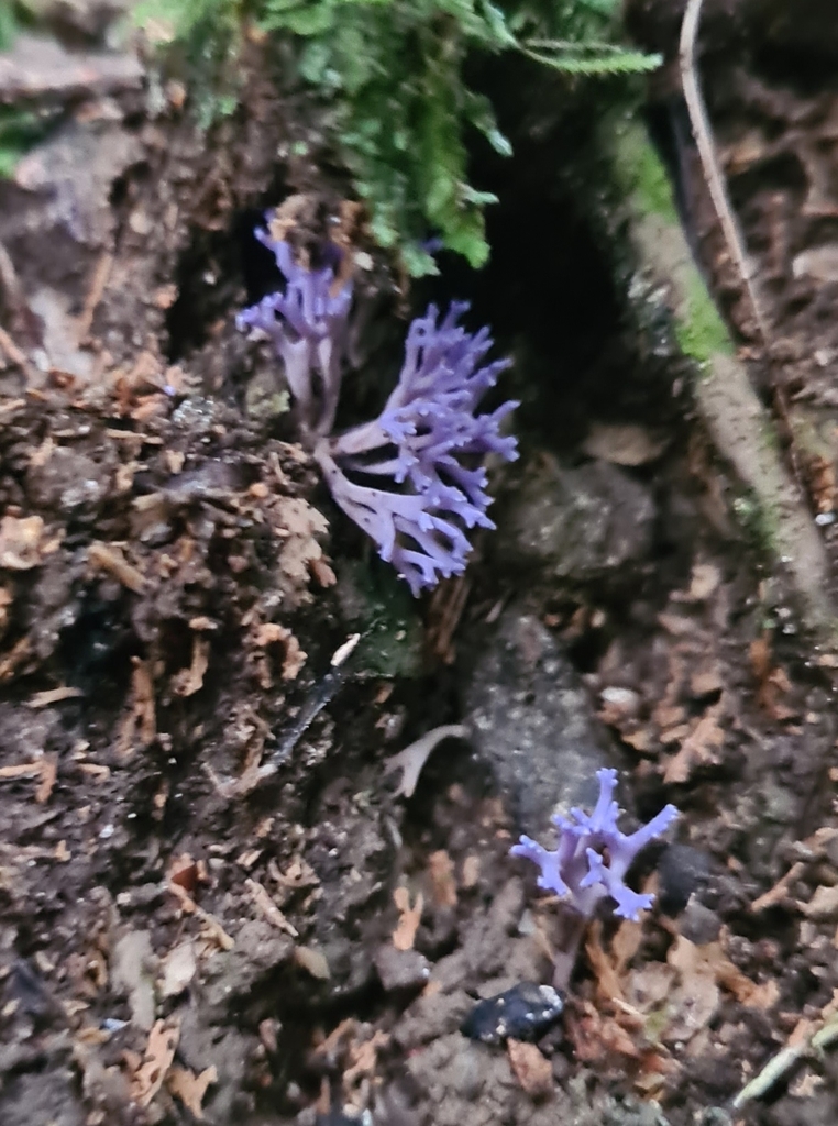 Ramariopsis pulchella · April 2026 · photo: © chrystal1914 (iNaturalist, cc-by)