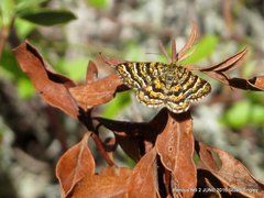 Epelis truncataria