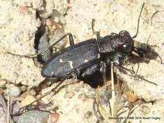 Cicindela longilabris