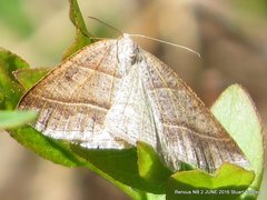 Petrophora subaequaria