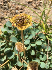 Pozoa coriacea