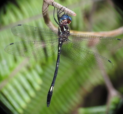 Brechmorhoga nubecula