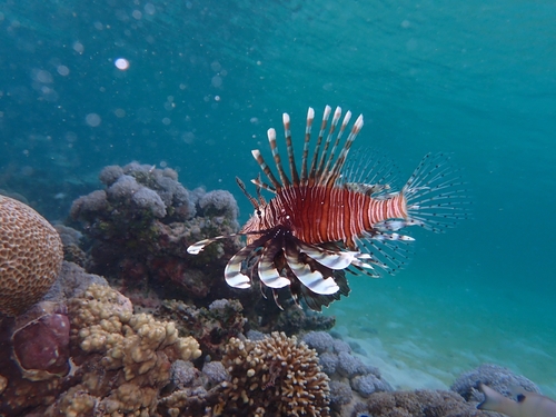 Pterois volitans