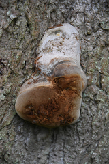 Fomitiporia hartigii