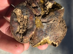 Rhizopogon fuscorubens
