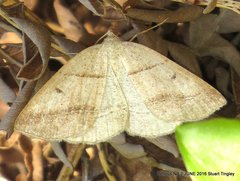 Petrophora subaequaria
