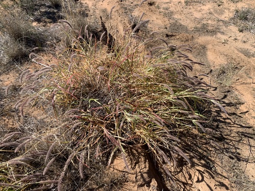 buffelgrass
