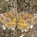 Cranberry Spanworm Moth - Photo (c) Stuart Tingley, some rights reserved (CC BY-NC), uploaded by Stuart Tingley