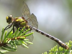 Ophiogomphus mainensis