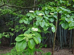 Cornus controversa, photograph (c) WATANABE Hitoshi 渡辺仁, some rights reserved (CC BY)