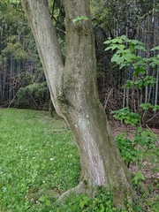 Cornus controversa, photograph (c) WATANABE Hitoshi 渡辺仁, some rights reserved (CC BY)