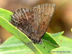 Media resource of Callophrys polios