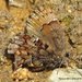 Callophrys lanoraieensis - Photo (c) Stuart Tingley,  זכויות יוצרים חלקיות (CC BY-NC), הועלה על ידי Stuart Tingley