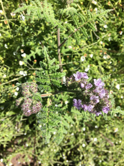Phacelia floribunda