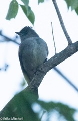 Contopus latirostris