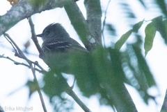 Contopus latirostris