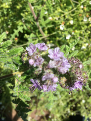 Phacelia floribunda