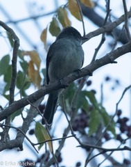 Contopus latirostris