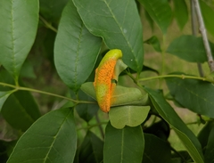 Puccinia sparganioidis