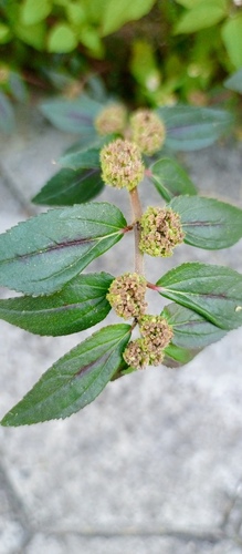 Asthma Plant
