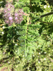Phacelia floribunda