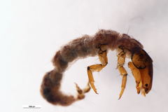 Rhyacophiloidea