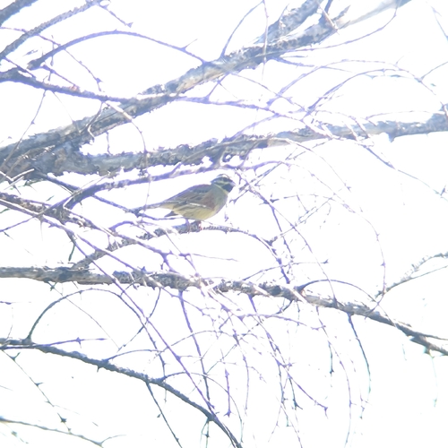Cirl Bunting