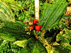 None known (Palisota brachythyrsa)