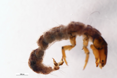 Rhyacophiloidea