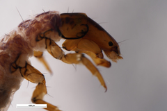 Rhyacophiloidea