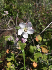Malacothamnus clementinus