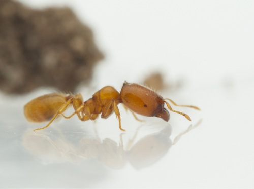 Carebara cornigeraCarebara cornigera