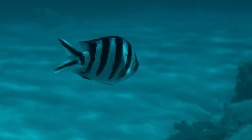Abudefduf sexfasciatus