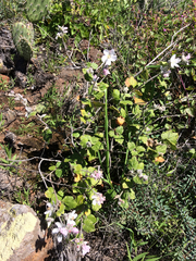 Malacothamnus clementinus