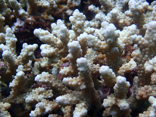 Isopora brueggemanni observed 2026-04-24