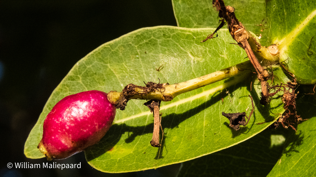 Java Waterberry Water Berry from Kwa-George Wetlands J on April 25, 2026 at 04:12 PM by ...