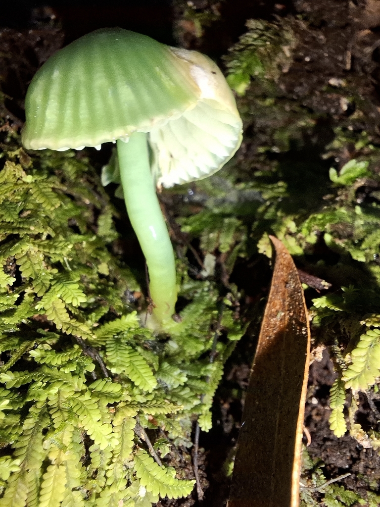 Gliophorus viridis · April 2026 · photo: © tassietravelsblog (iNaturalist, cc0)