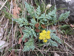 Cymopterus longipes