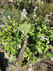 Malacothamnus clementinus